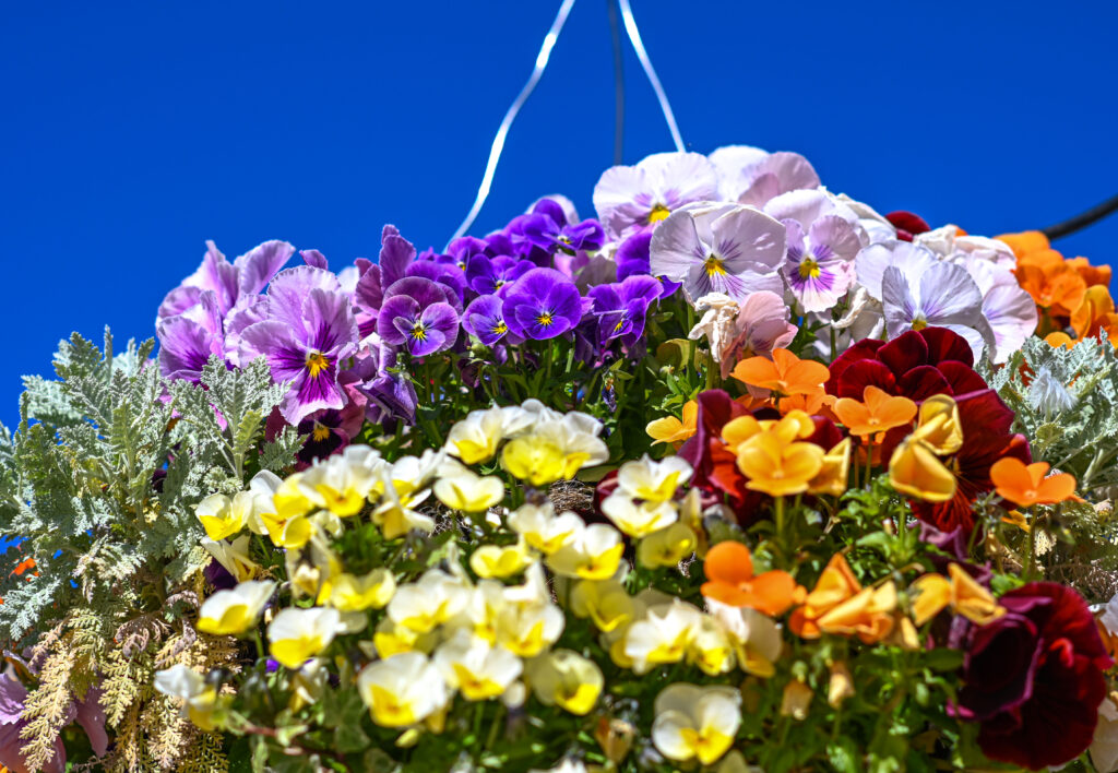 Nikkor 85mm F2 AI　花