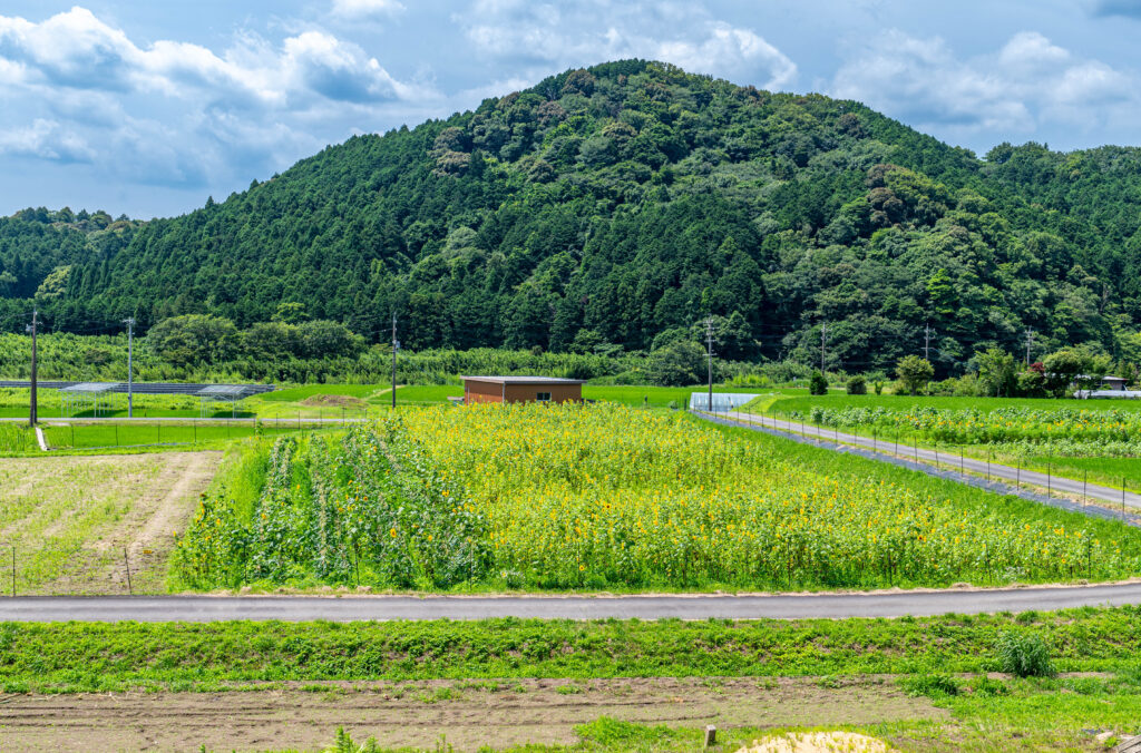 関のひまわり畑