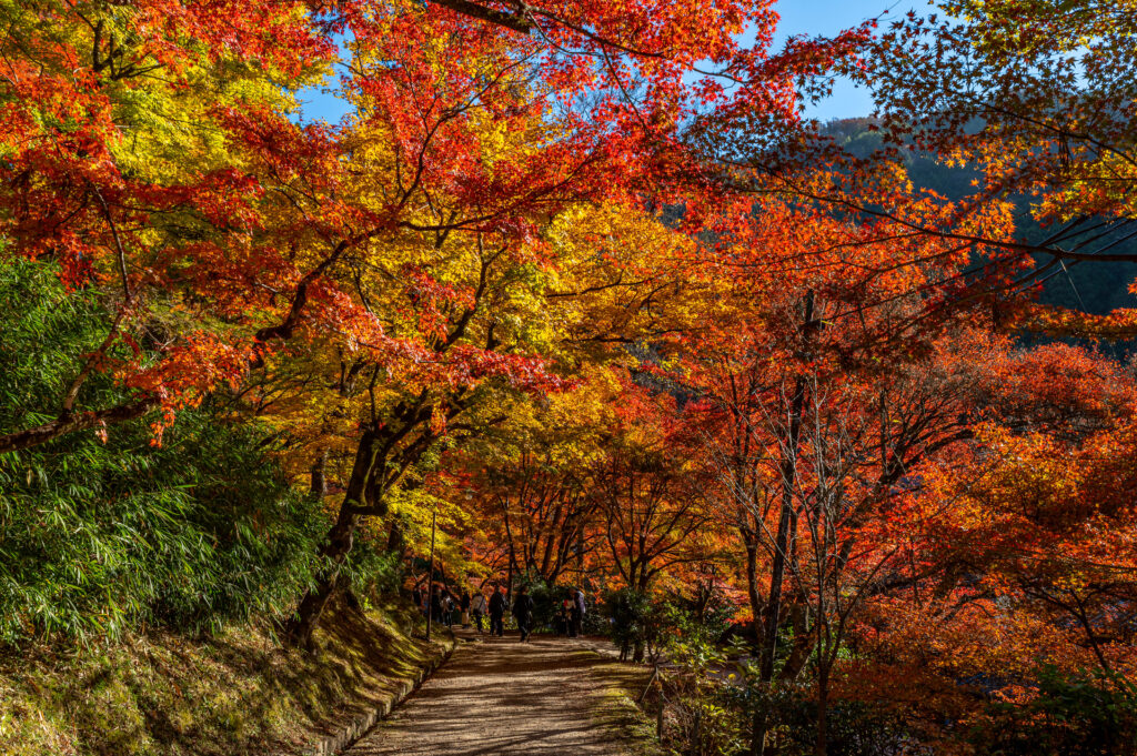 もみじのトンネル