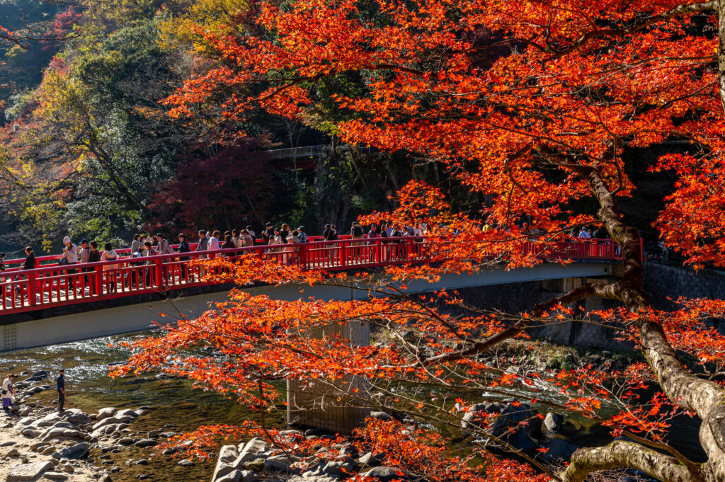もみじの間から見える赤い橋