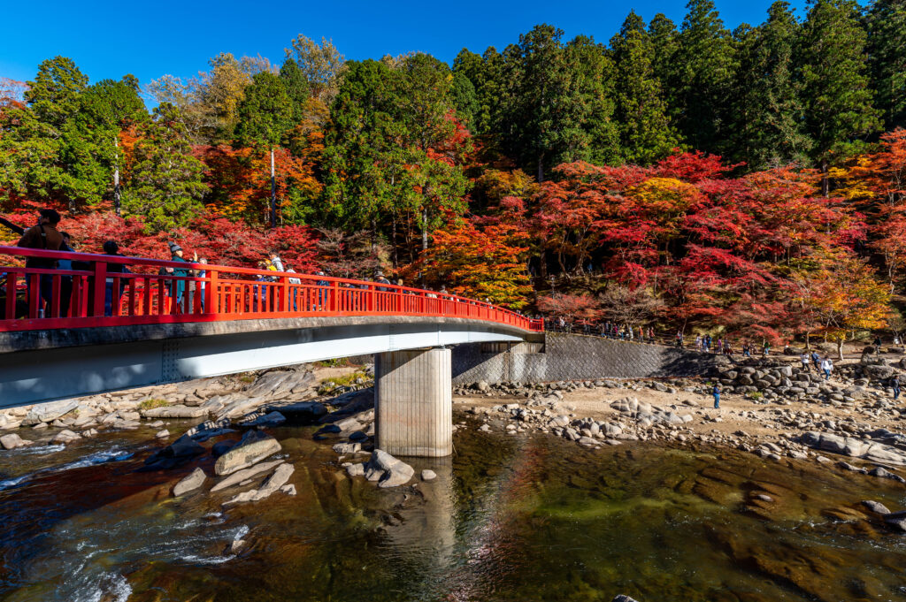 待月橋ともみじ