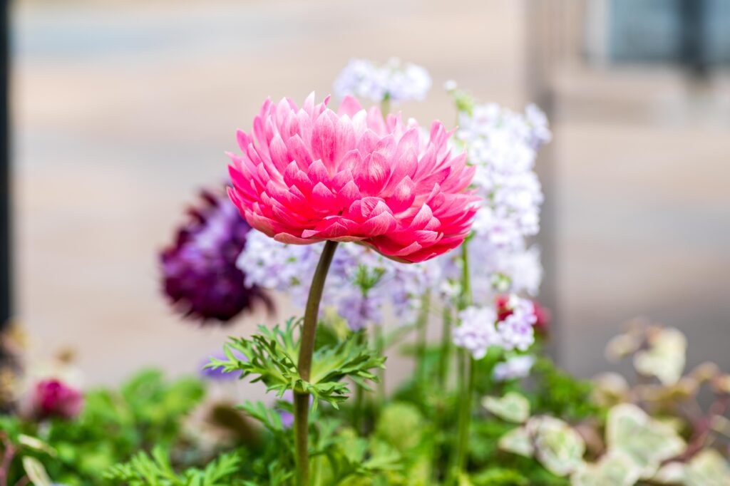 マクロレンズで撮った花 Z6Ⅲ