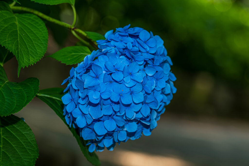 マクロレンズで撮った紫陽花 Z6Ⅲ