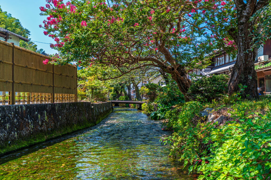 醒ヶ井 中山道の宿場町で梅花藻を撮れ！