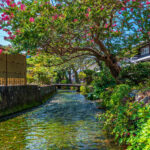 醒ヶ井 中山道の宿場町で梅花藻を撮れ！