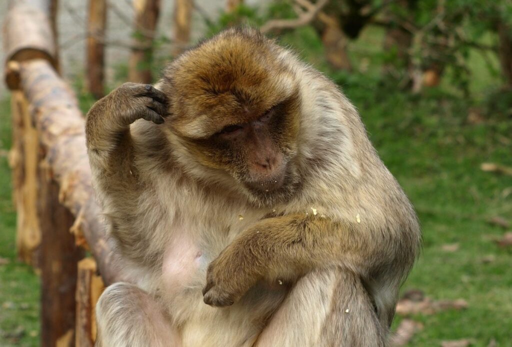 ドイツ人 実は馬鹿だった説 by Pisa-Test