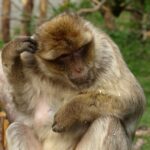 ドイツ人 実は馬鹿だった説 by Pisa-Test